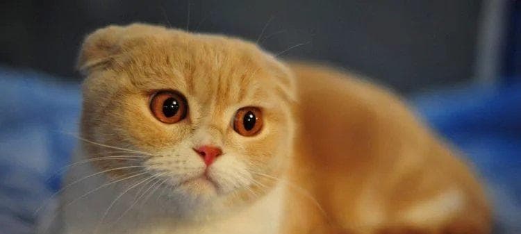 猫咪为什么会发抖（探究猫咪身体发抖的原因和应对方法）