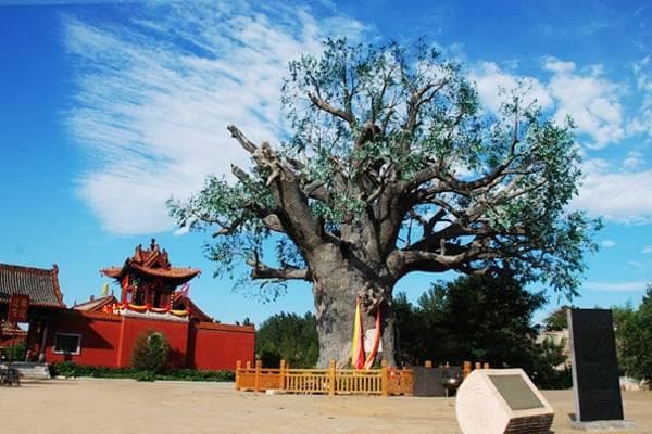 一棵槐树半部中国史！山西洪洞老槐树藏着你的“根”