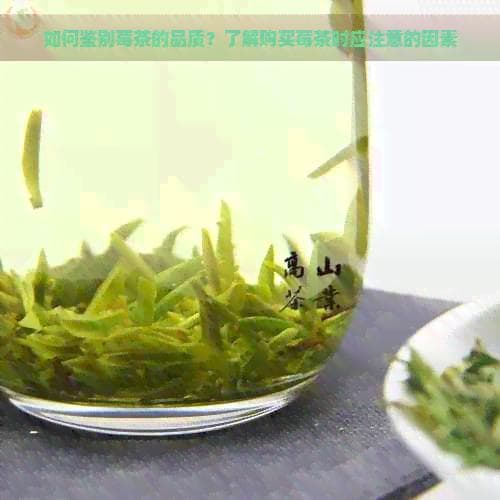如何鉴别莓茶的品质？了解购买莓茶时应注意的因素