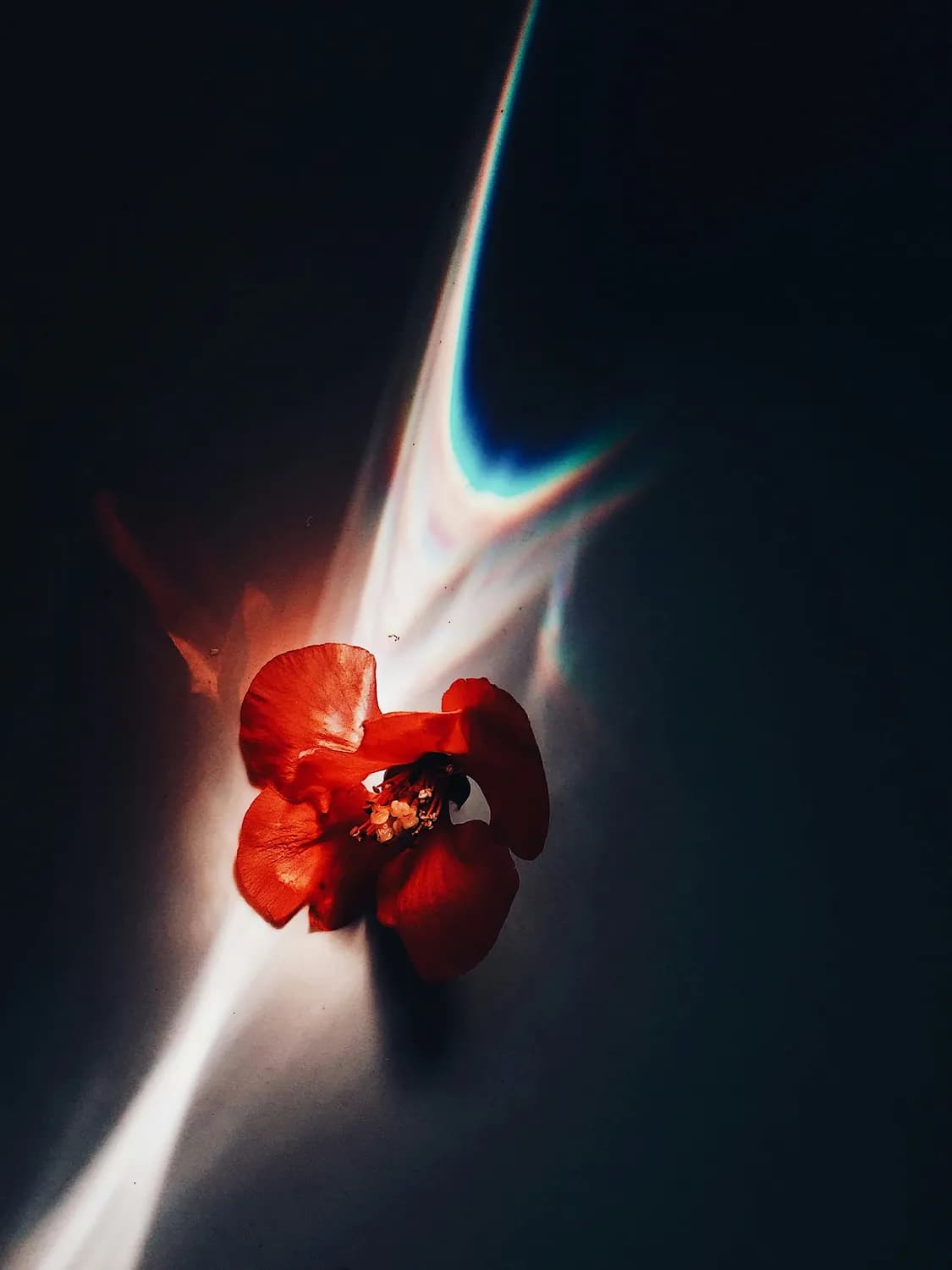刀郎《花妖》：聊斋志异的诗意再现