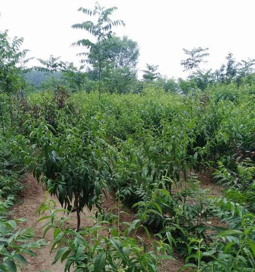 如何选择适合桃树种植的土壤？（桃树种植的关键）