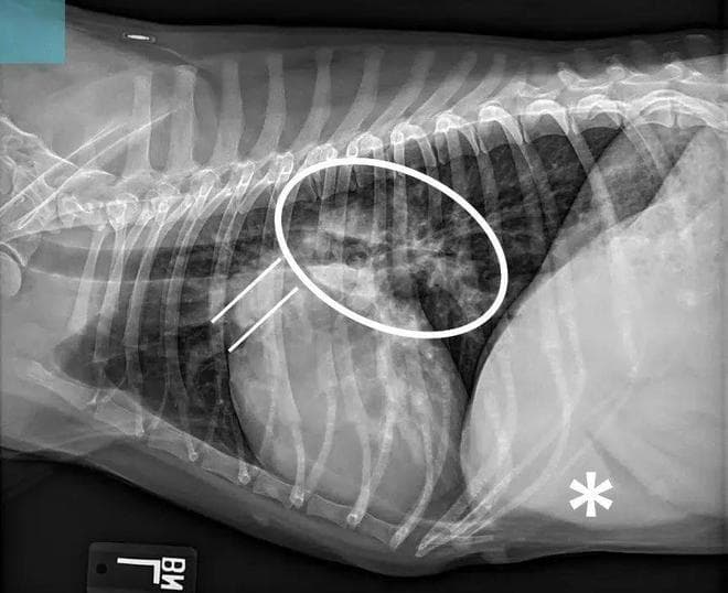 犬类肺动脉高压的诊断与治疗指南