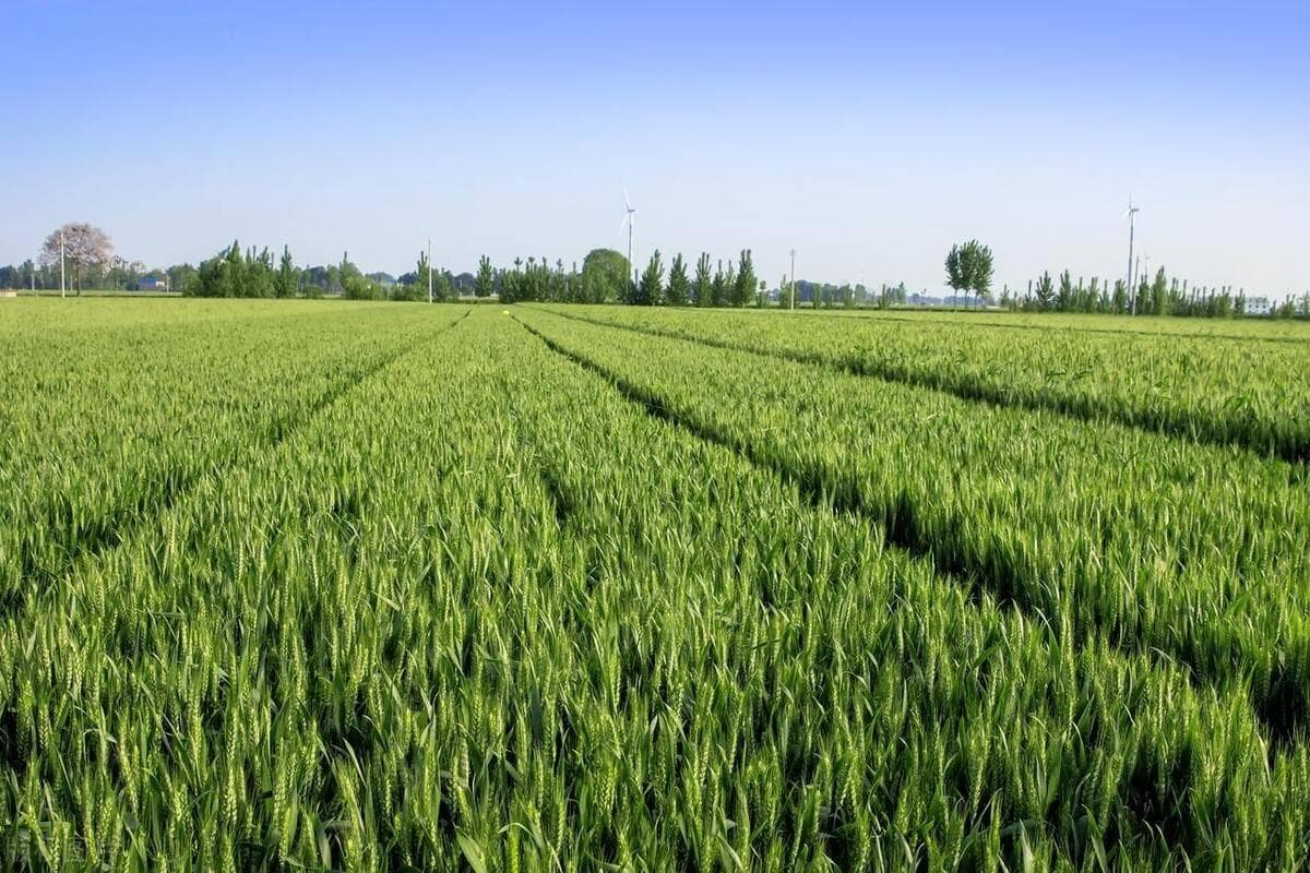 小麦种植全攻略：从选地到收获的科学管理方法