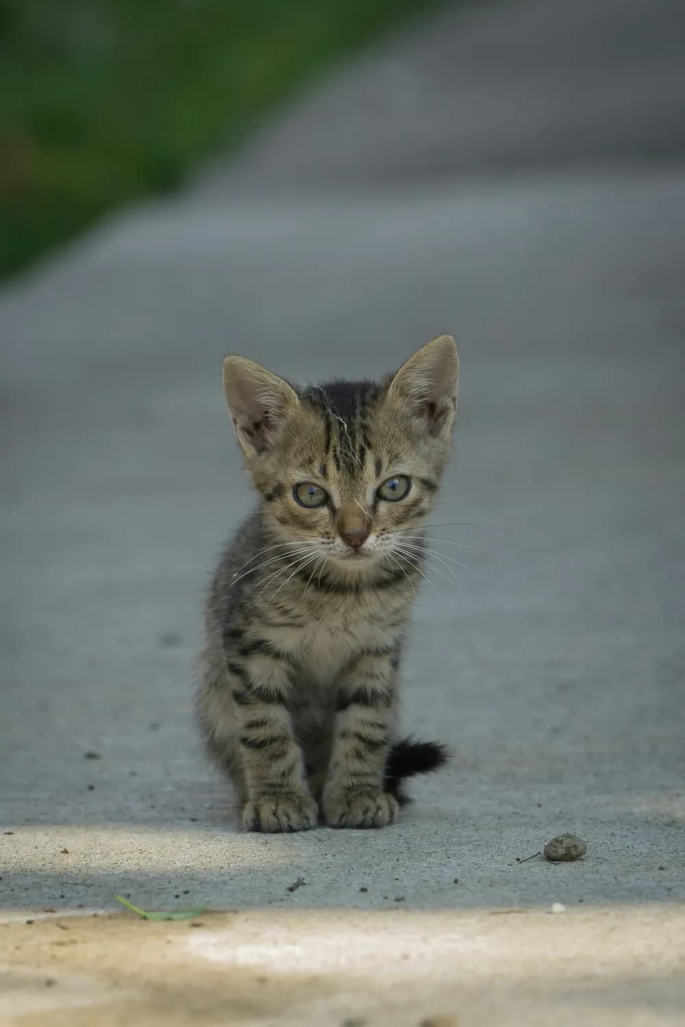 撞到小猫别慌张：应急处理与法律指南