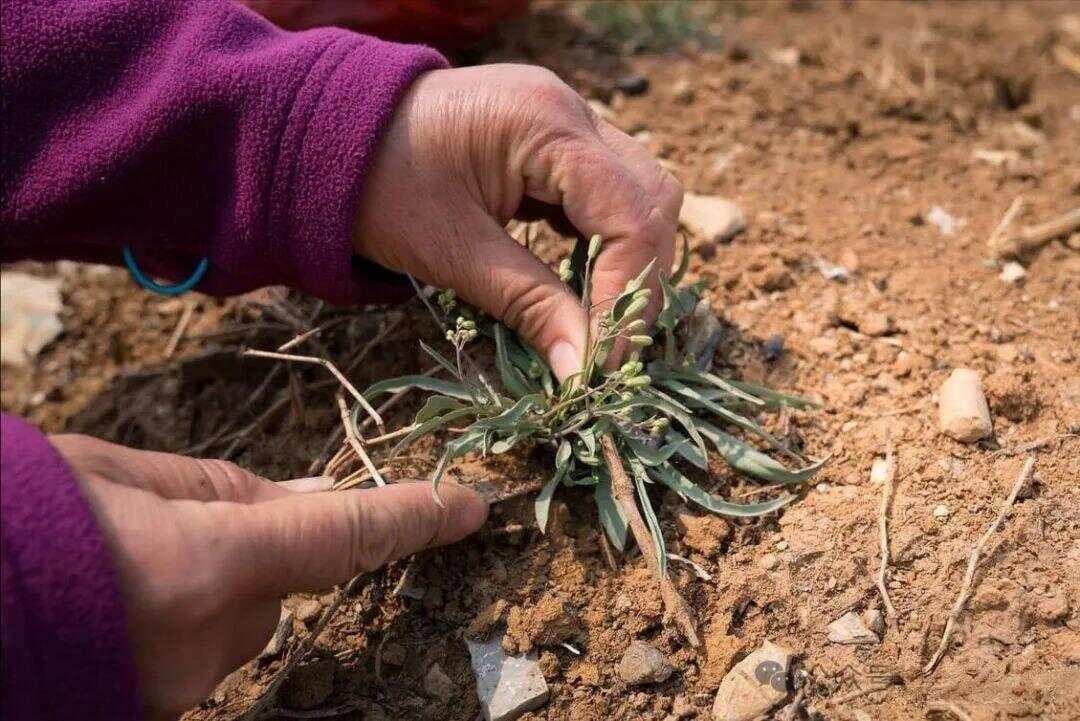 15种春天野菜的食用方法，每一种都是一道美味佳肴