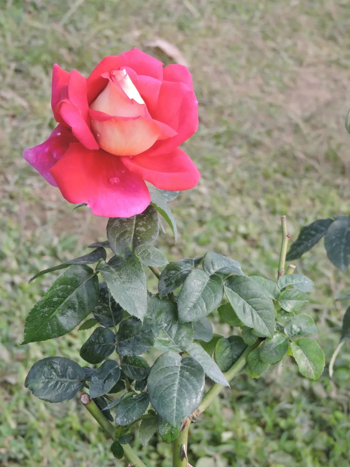 玫瑰花：从观赏到养生的多重价值