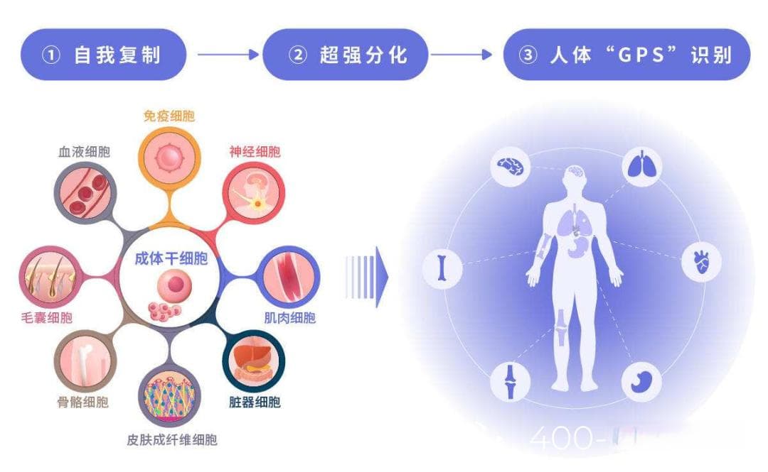 干细胞回输全攻略：从原理到注意事项