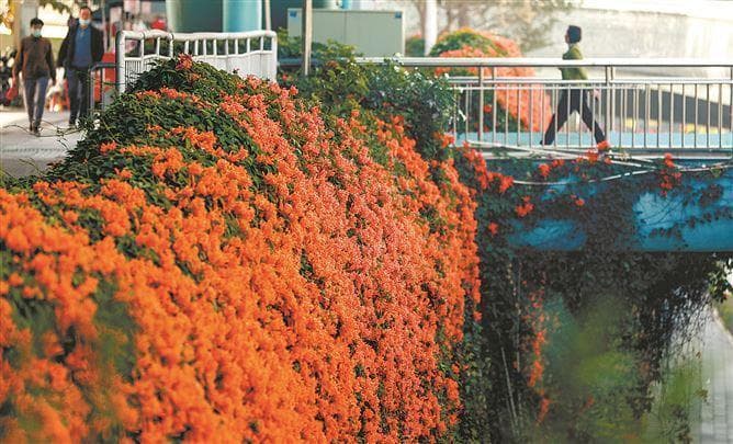 炮仗花开满城春