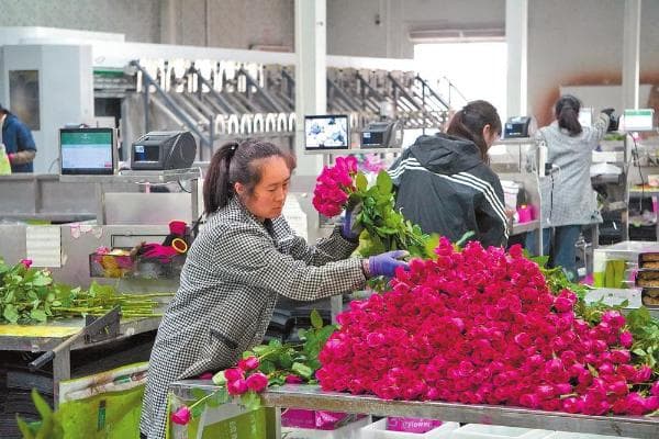 通海县加快花卉产业转型升级：科技创新引领 美丽经济绽放