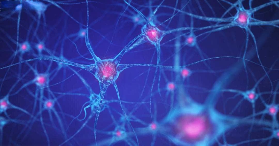 连接人工智能与神经科学的桥梁：具有内部复杂性的神经网络模型