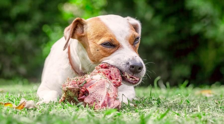 小心把狗狗喂成玻璃胃！新手养狗易犯的4大喂食误区