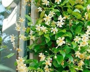 耐寒爬藤花卉知识大全