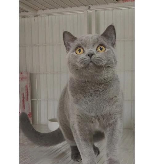如何鉴别纯种蓝猫？（掌握技巧轻松辨别真假）