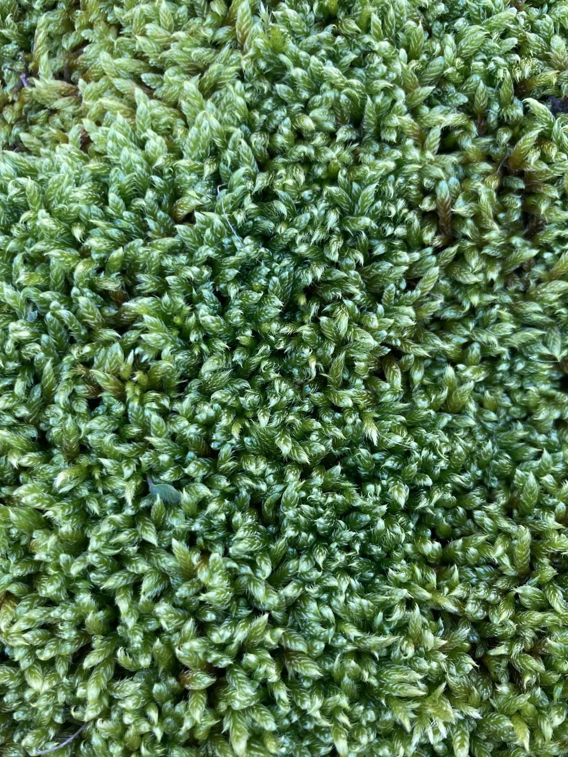 秋冬养生新宠：苔干的营养与食用指南