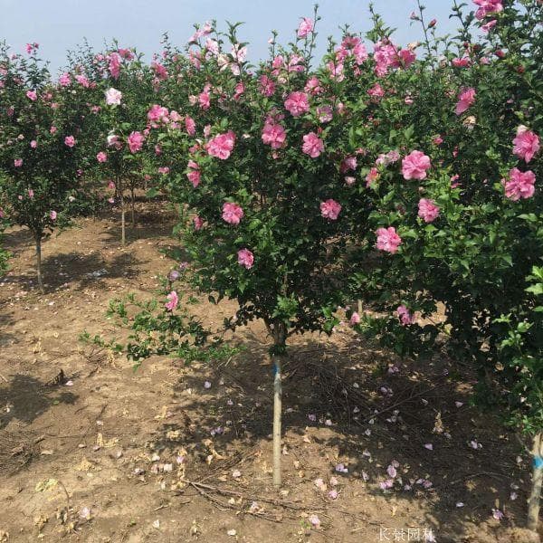 木槿花株树是什么样