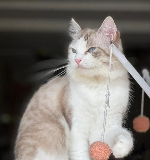 布偶猫（了解布偶猫的特点和需求，让养宠成为一种幸福）