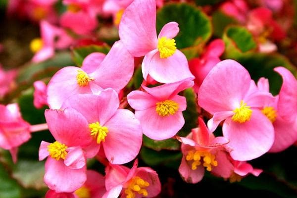 四种植物实现一年四季花开不断