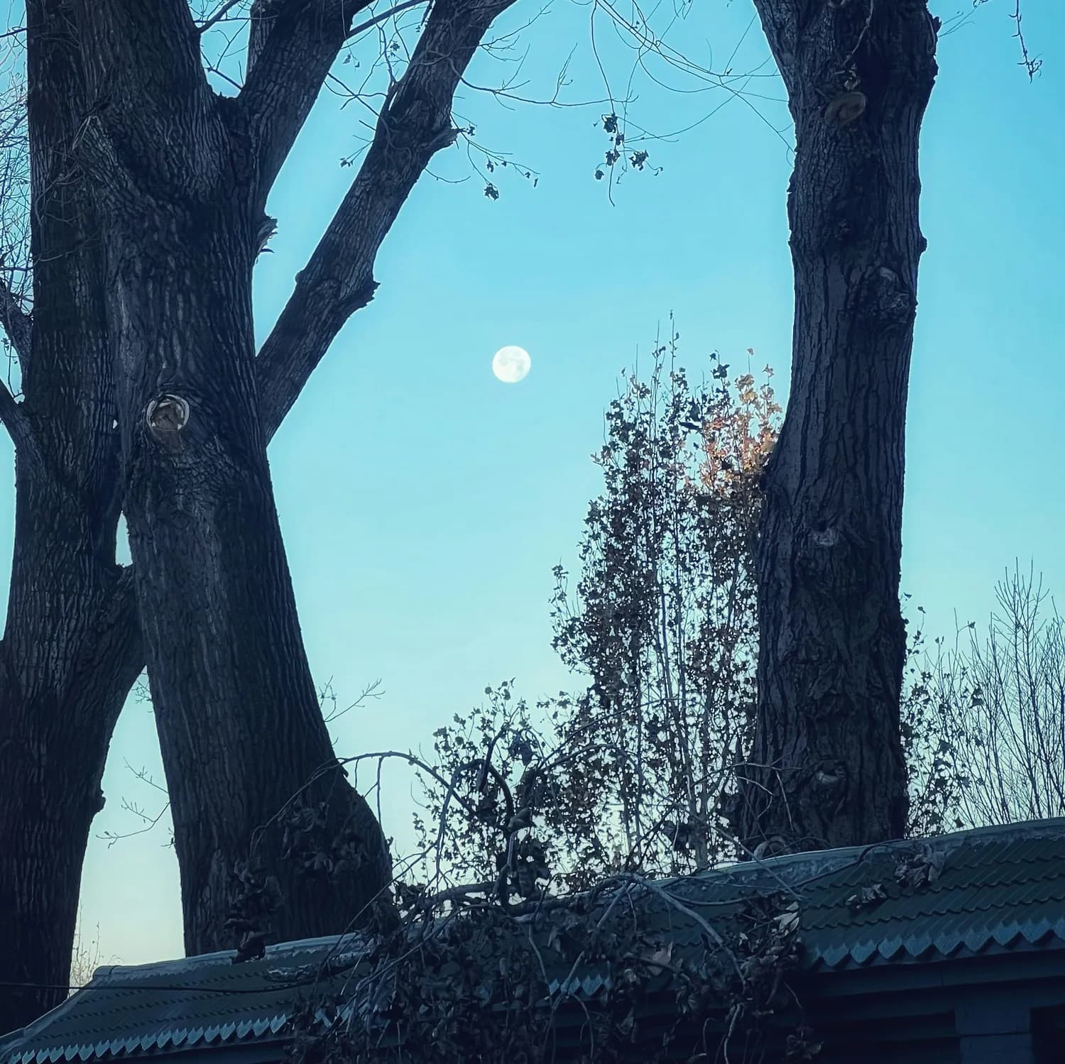 《长安三万里》中的借景抒情与托物言志：古诗词的艺术魅力与当代价值
