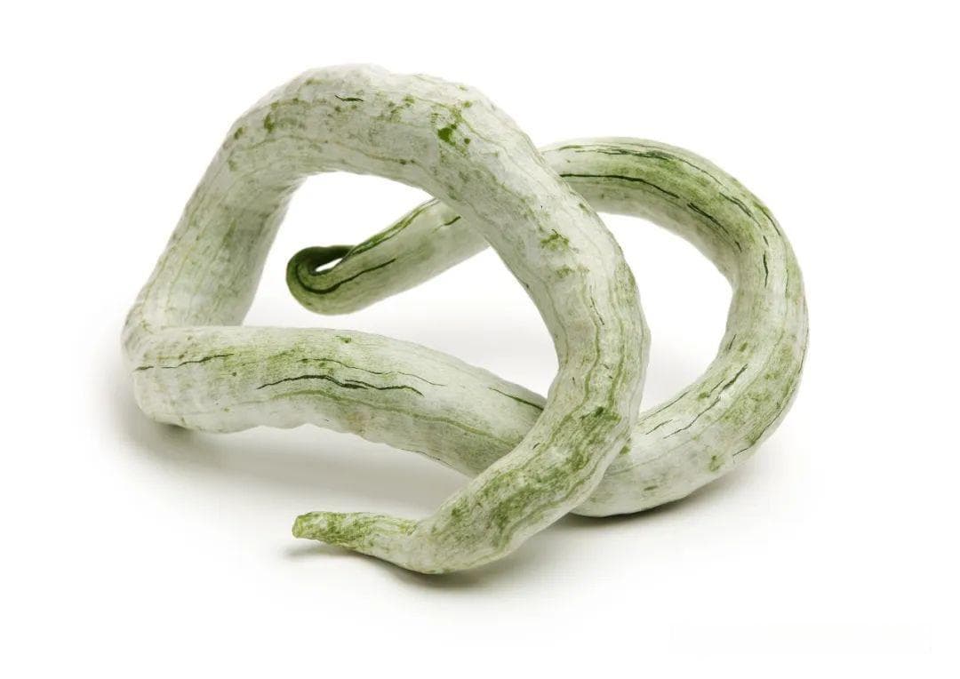 植物之中的“蛇”之蛇瓜