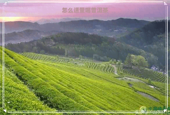 怎么适量喝普洱茶