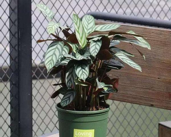 飞羽竹芋怎么浇水？飞羽竹芋浇水管理方法