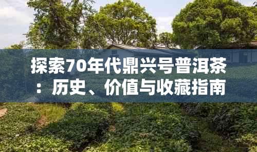 探索70年代鼎兴号普洱茶：历史、价值与收藏指南