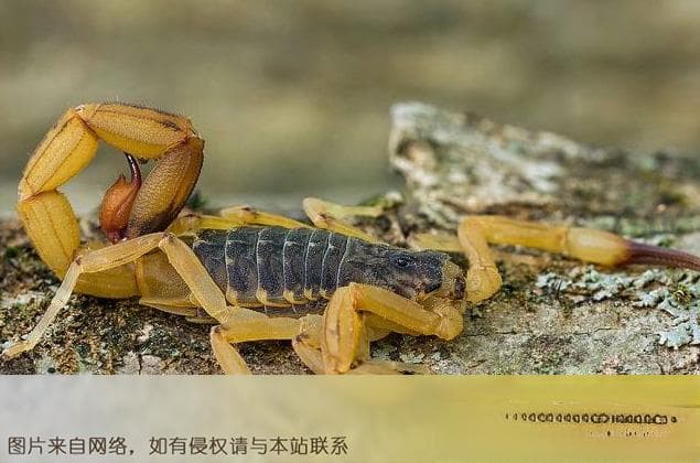 世界最毒的十大蝎子排行榜