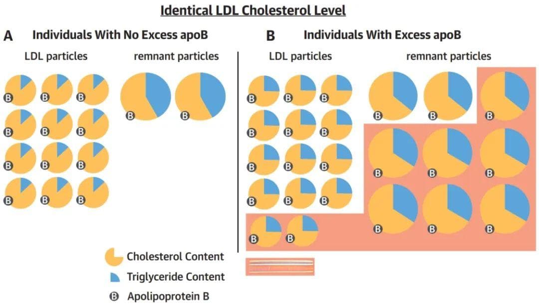 JACC最新研究：载脂蛋白B或成心血管疾病风险评估新标准