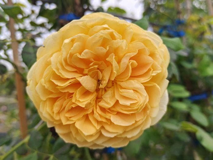 15个常见月季花品种特点全解析