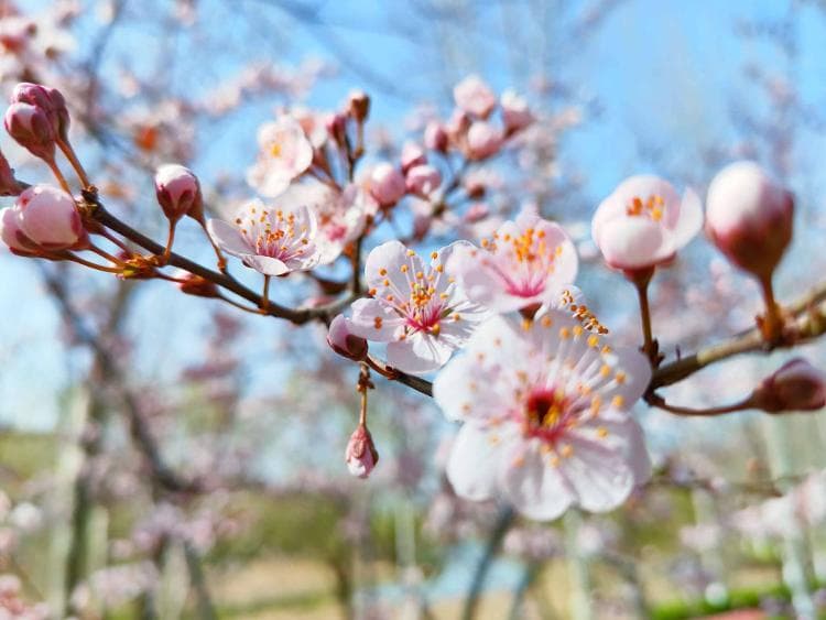 芳菲四月，上潍坊坊子邂逅最美春色