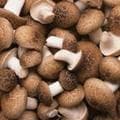 香菇：从挑选到保存的全面指南