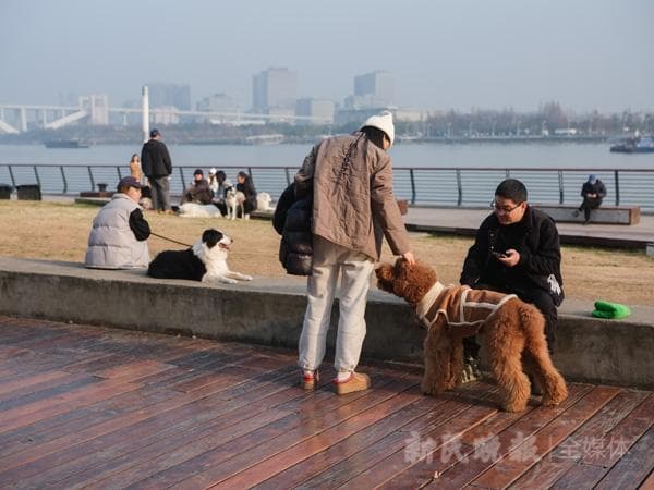 打造“宠物友好”空间：城市文明的新考题