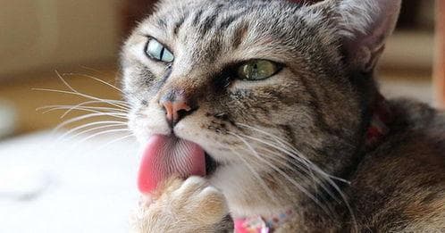宠物猫健康预警与疾病防治