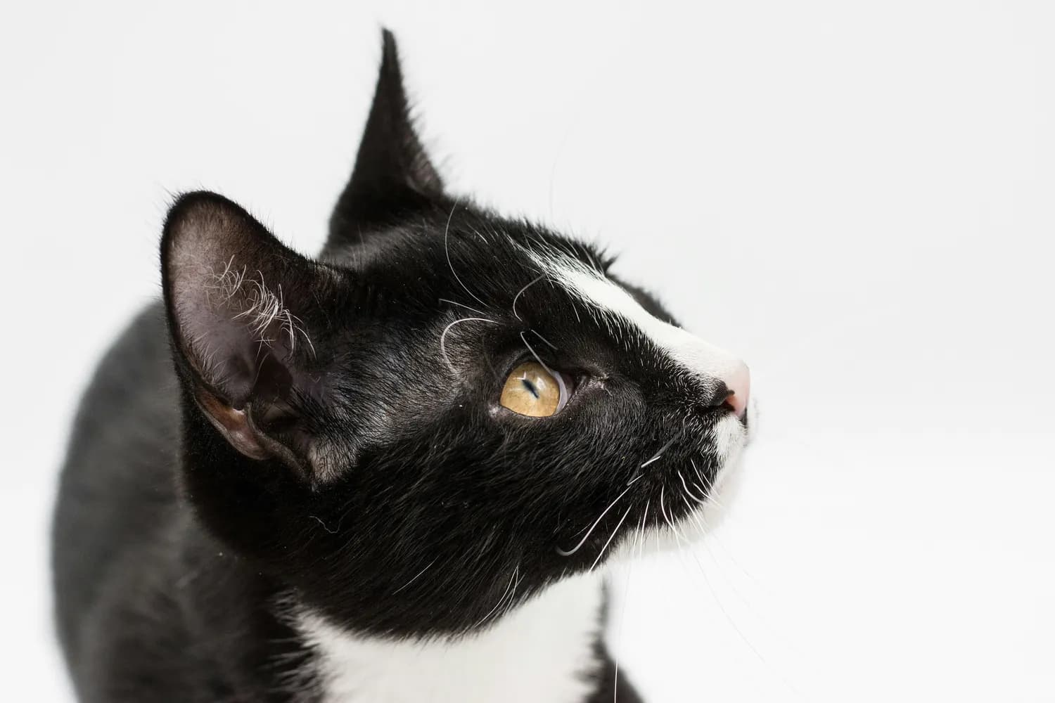 费利威教你缓解猫咪分离焦虑