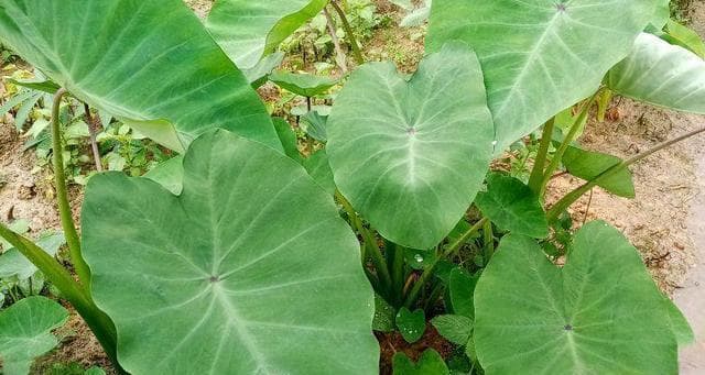 芋头一天吃几个最好？芋头最佳食用时间和食用量是什么？