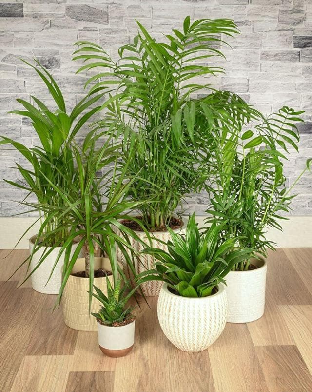 夏威夷竹子的养殖方法和注意事项