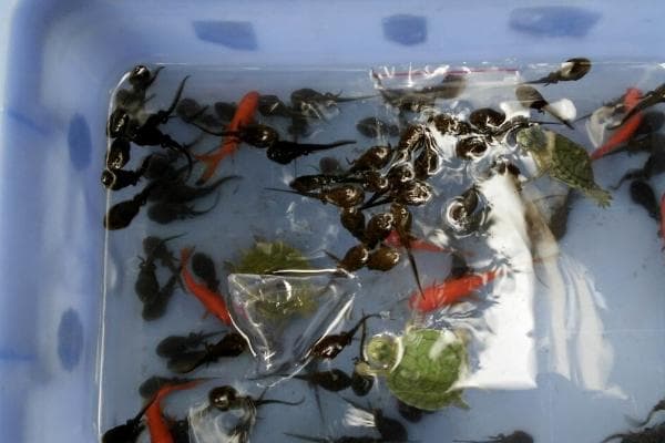 在家怎样养蝌蚪 需要每隔2－3天换一次水