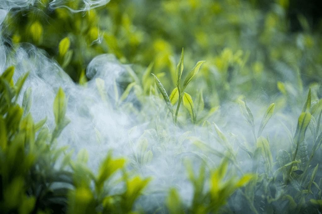 碧螺春VS龙井：中国绿茶双璧的较量