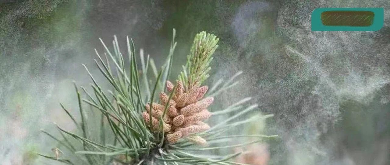 怕过敏不敢赏花？这些“看不见”的小花才是罪魁祸首