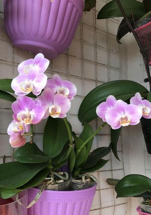 蝴蝶兰养殖全攻略：从种植到管理，打造美丽健康的蝴蝶兰