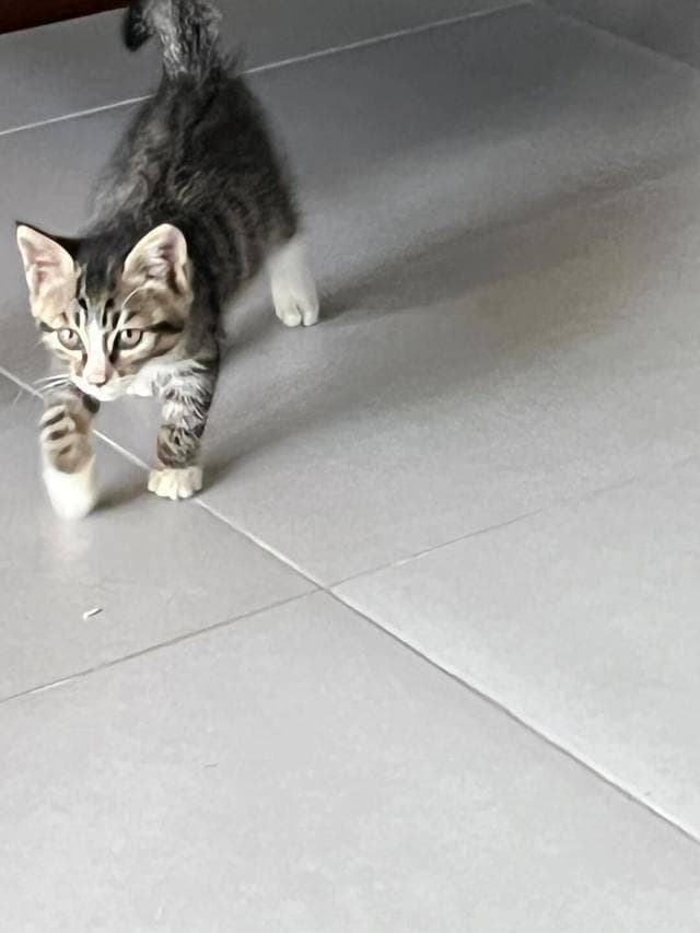 狸花猫公猫的凶还是母猫的凶？真相让你大吃一惊！