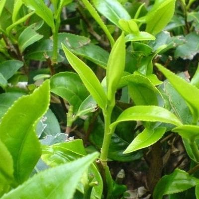 茶树：从形态到功效的全面解析