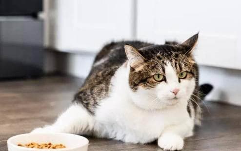 小猫上火怎么办？全方位护理指南