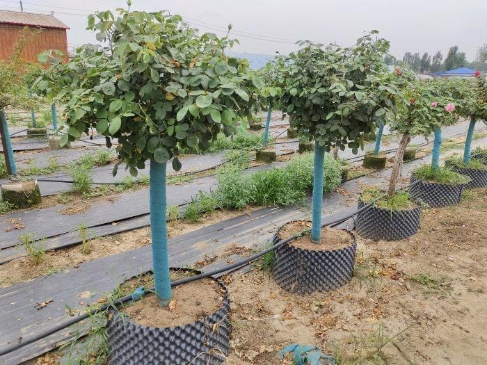 园林绿化苗木修剪常见的误区