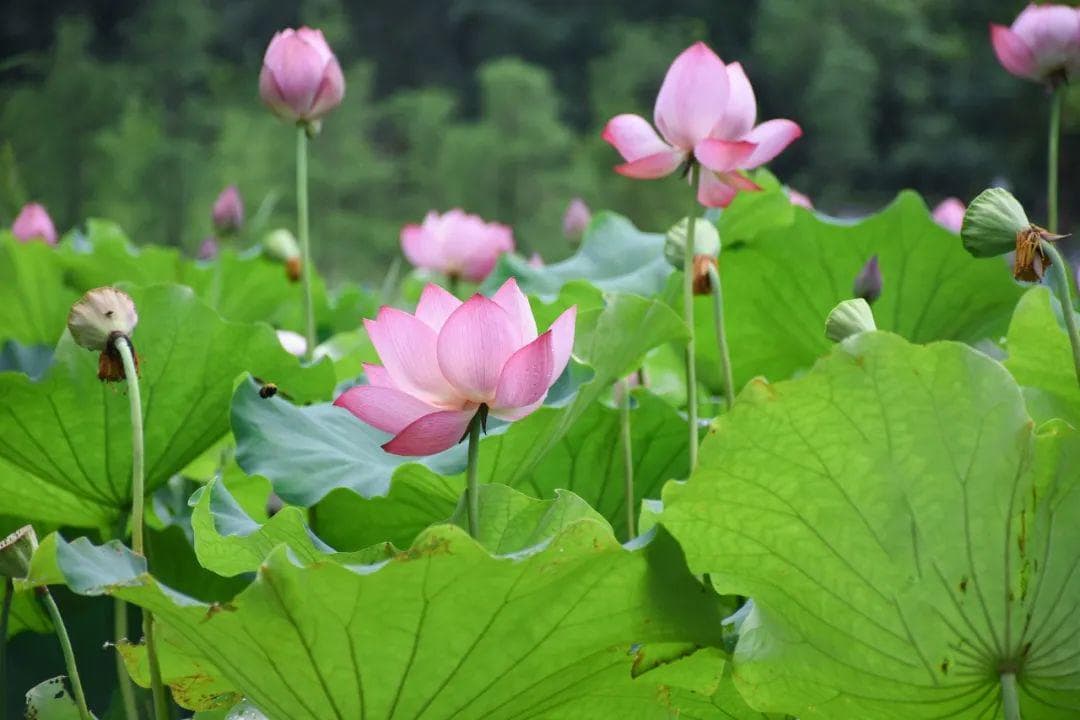 古诗词里的10大爱情典故，流转千年，美到无瑕