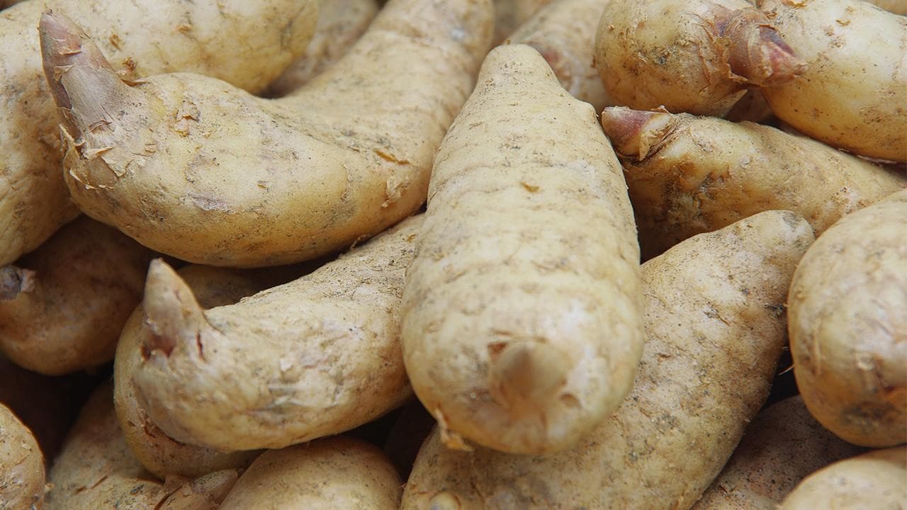 天麻的功效与作用：传统应用与现代研究