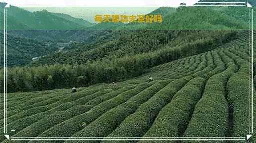 每天喝功夫茶好吗？女性饮用需知