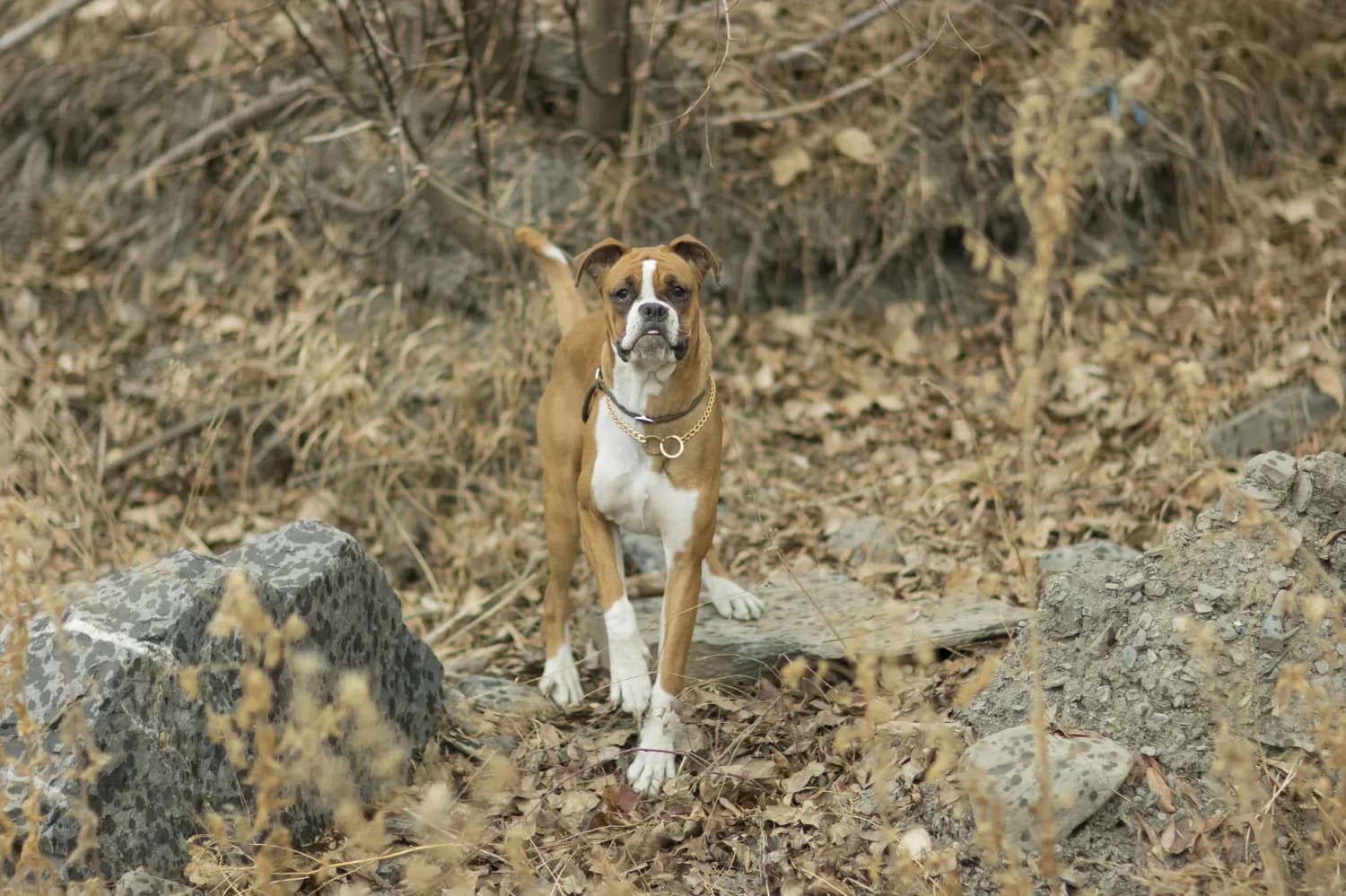 拳师犬幼犬训练全攻略：从基础到进阶的实用指南