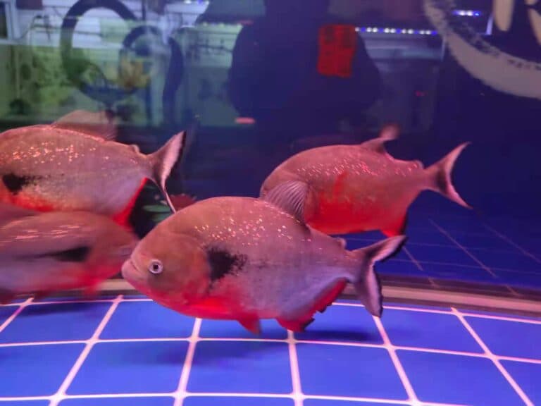 新手养观赏鱼：哪些问题不用管？