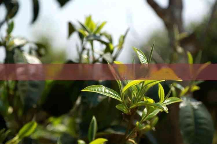 赤小豆芡实薏仁茶的健康功效与长期饮用指南
